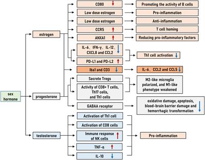 Immune regulation based on sex differences in ischemic stroke pathology